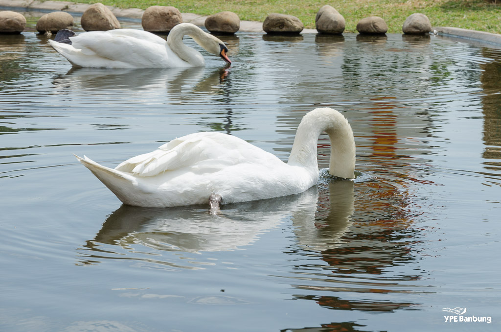 swans-5.jpg