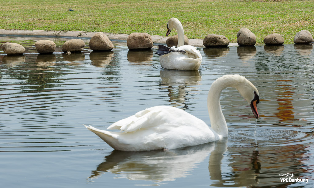 swans-6.jpg