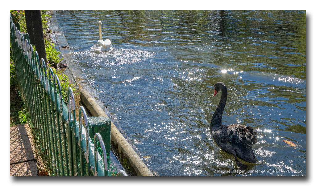 swans1.jpg