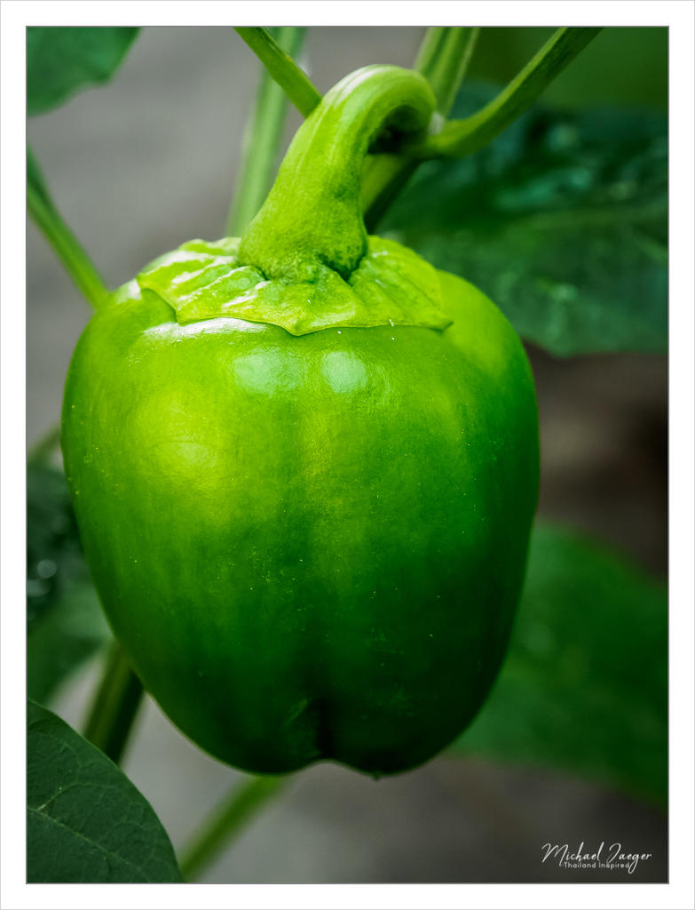 sweet-pepper.jpg