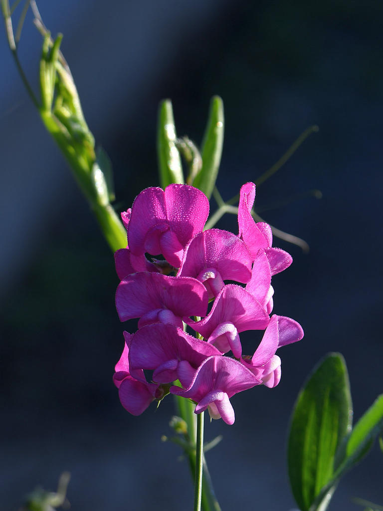SweetPea.jpg