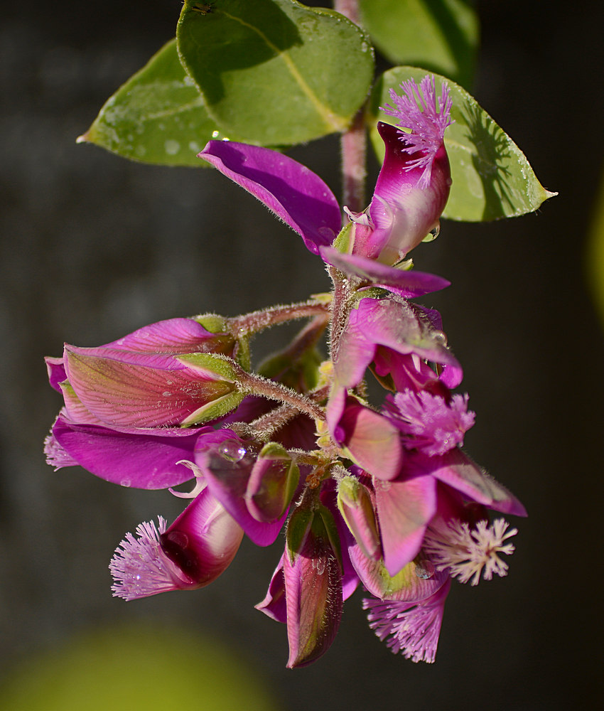 SweetPea2.jpg