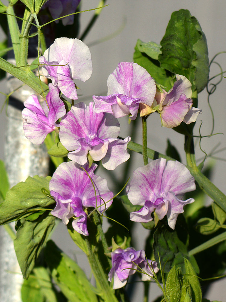 Sweetpeas.jpg