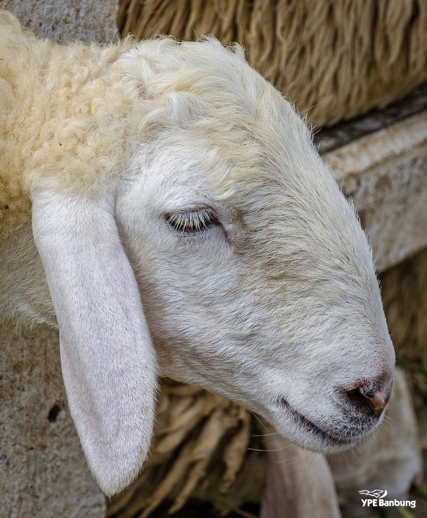 swiss-sheep-farm-hua-hin-10.jpg