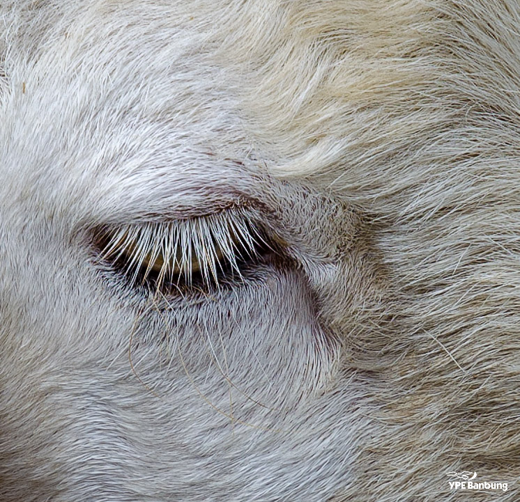 swiss-sheep-farm-hua-hin-11.jpg