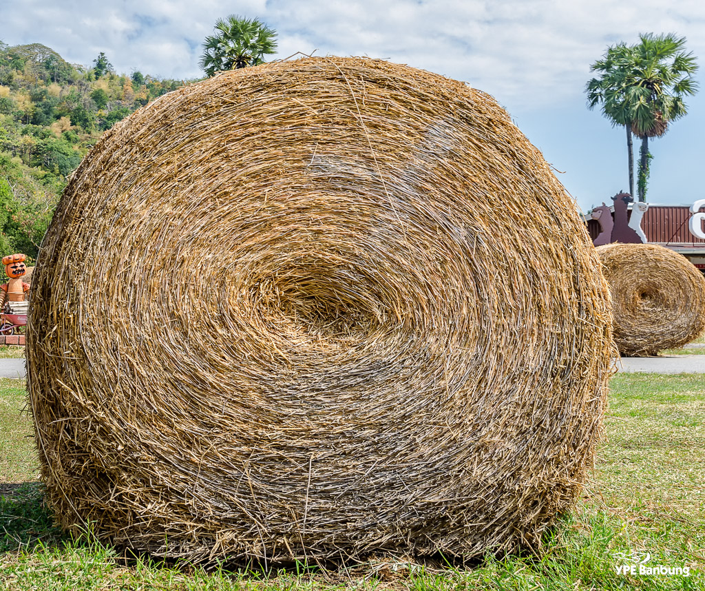 swiss-sheep-farm-hua-hin-13.jpg