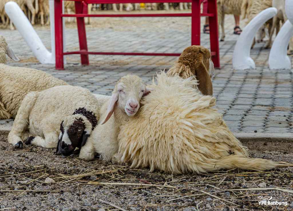swiss-sheep-farm-hua-hin-5.jpg