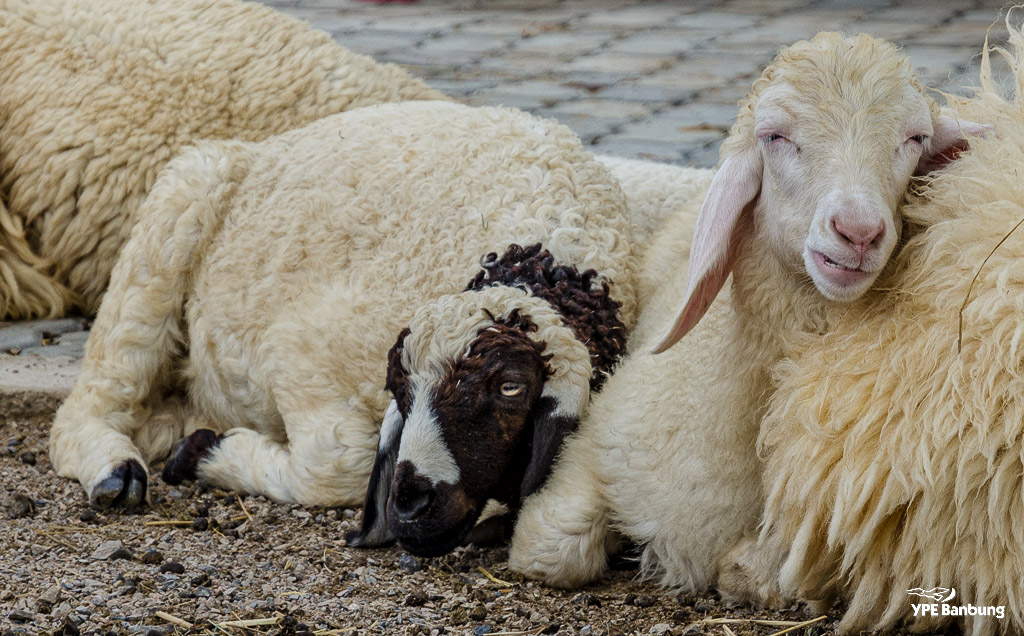 swiss-sheep-farm-hua-hin-6.jpg