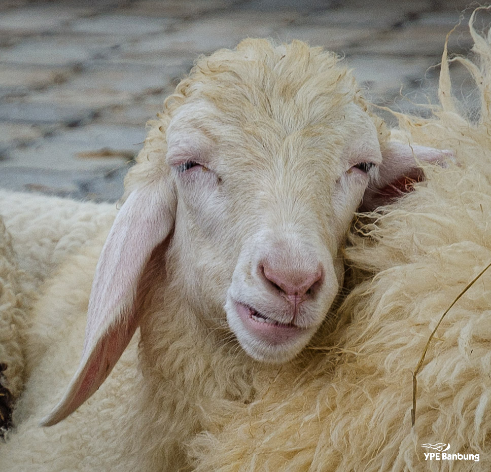 swiss-sheep-farm-hua-hin-7.jpg