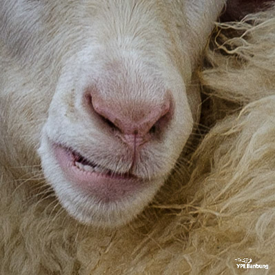 swiss-sheep-farm-hua-hin-8.jpg