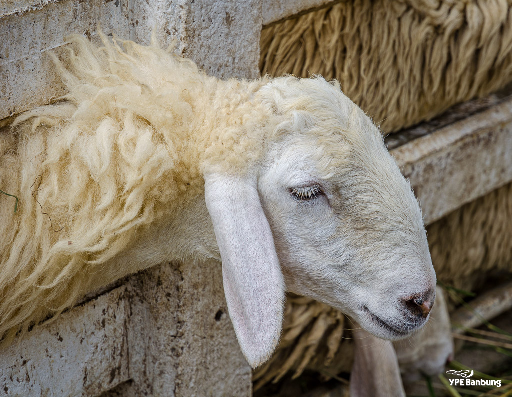 swiss-sheep-farm-hua-hin-9.jpg