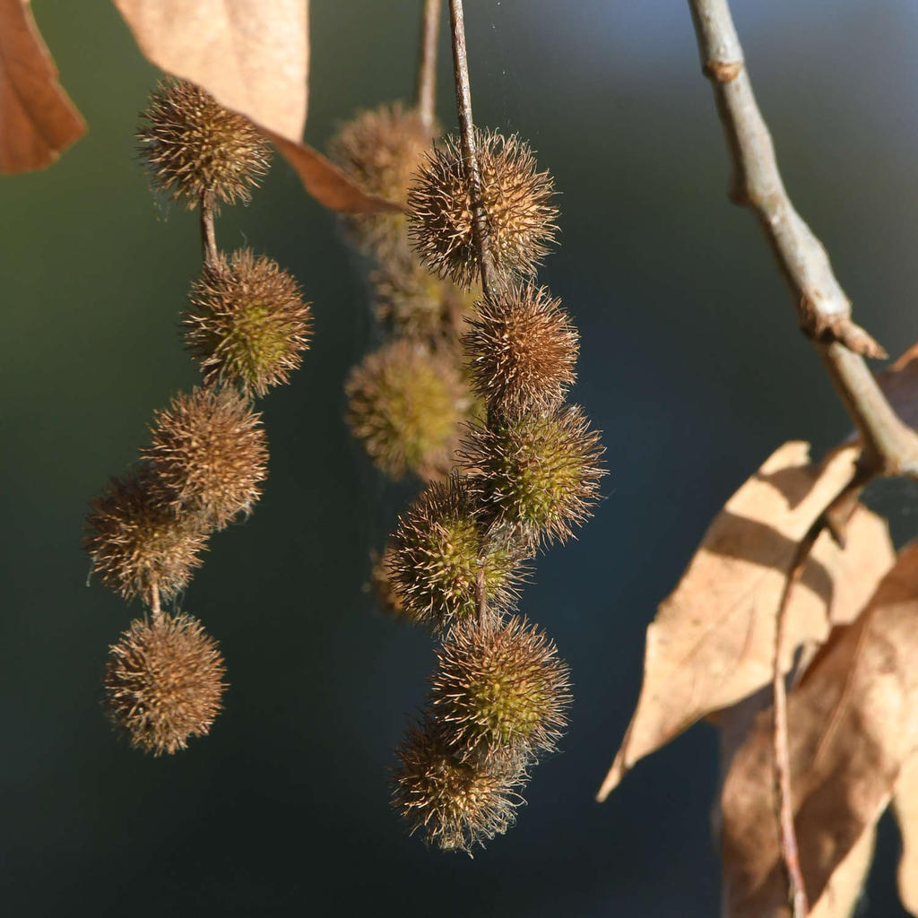 Sycamore.jpg