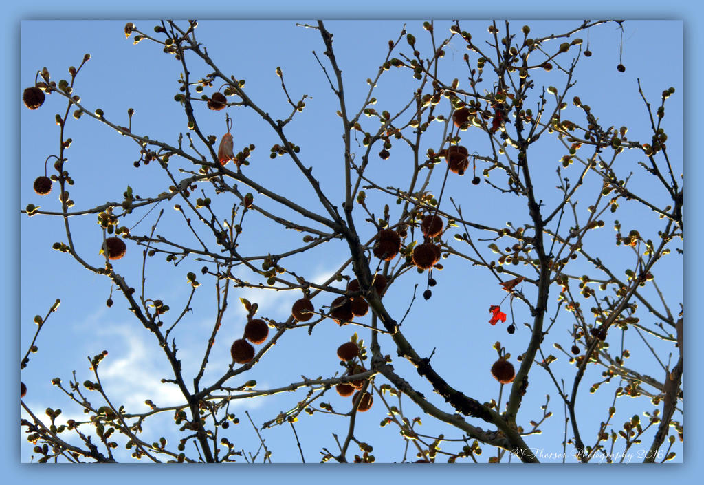 Sycamore Tree in the Spring 4-14-2016.jpg