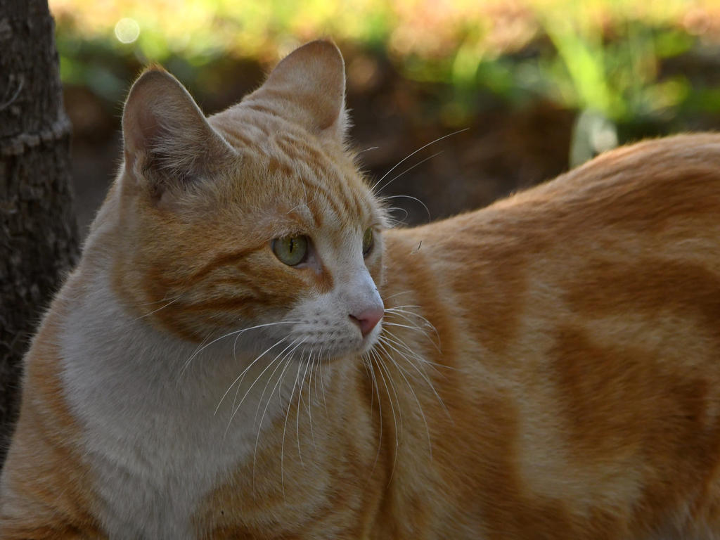 Tabby.jpg