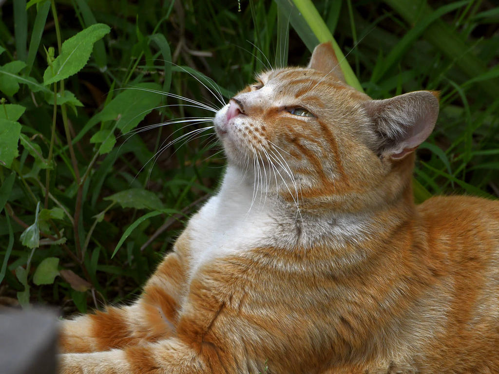 Tabby.jpg