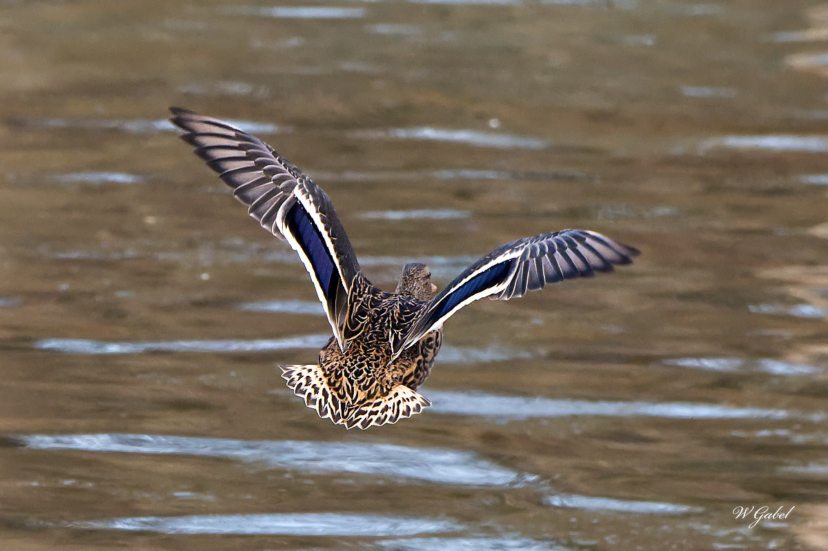 Tail feathers sm.jpg