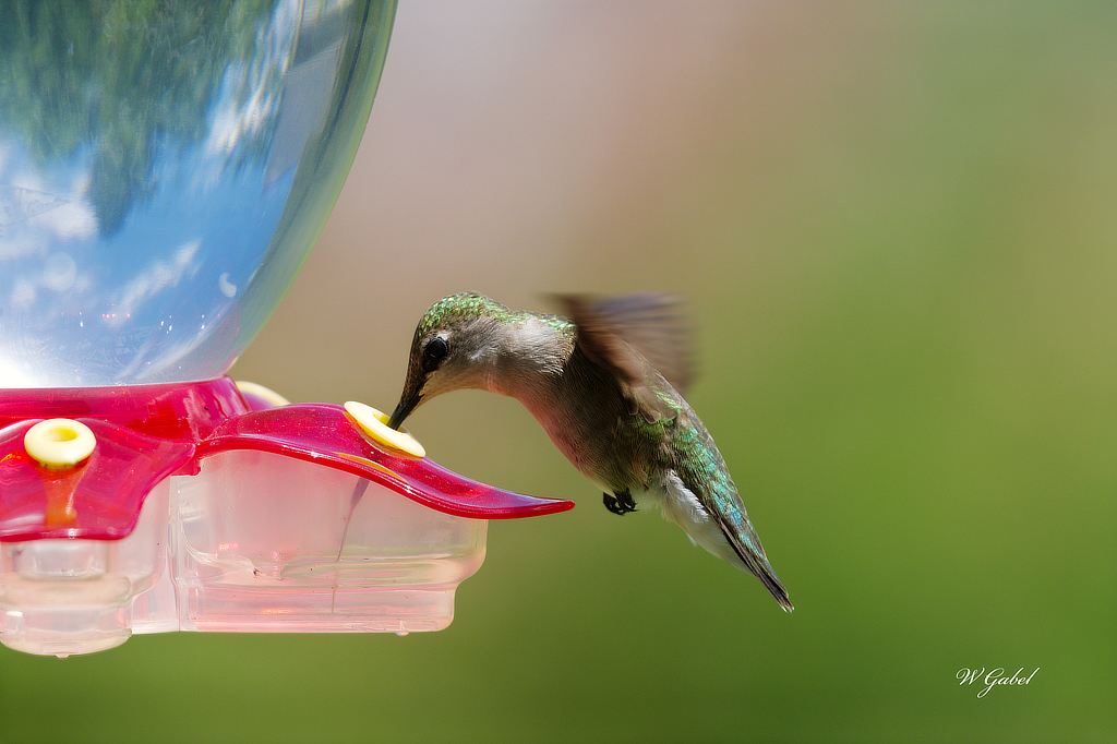 Taking a drink sm.jpg