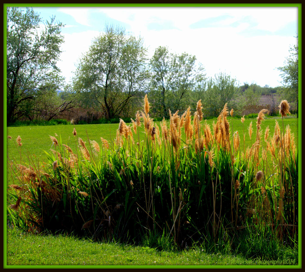 Tall Grasses.jpg