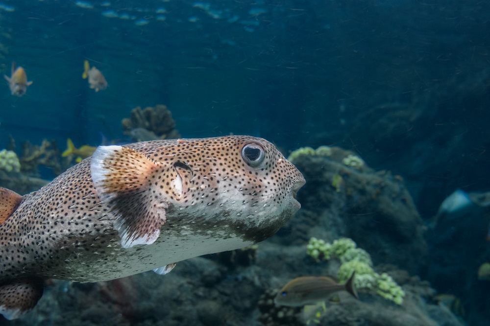 Tampa Aquarium-0943.jpg