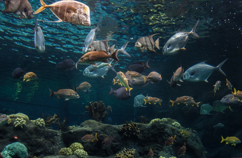 Tampa Aquarium--2.jpg
