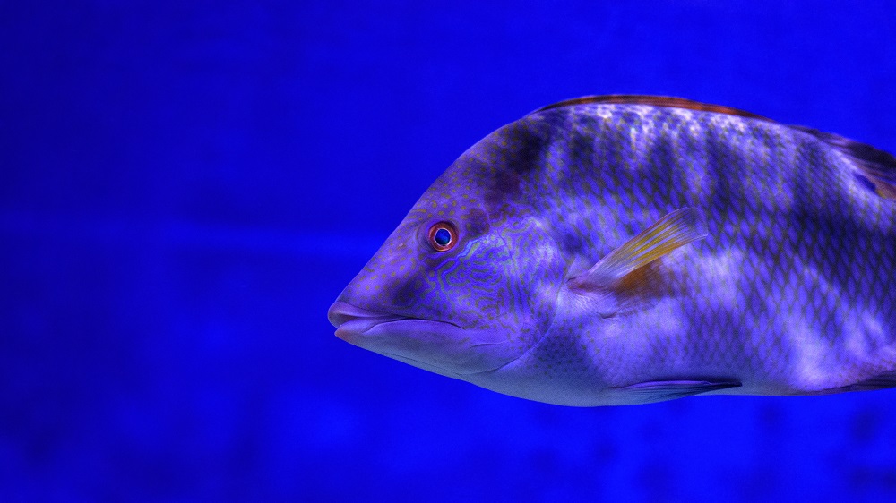 Tampa Aquarium-.jpg