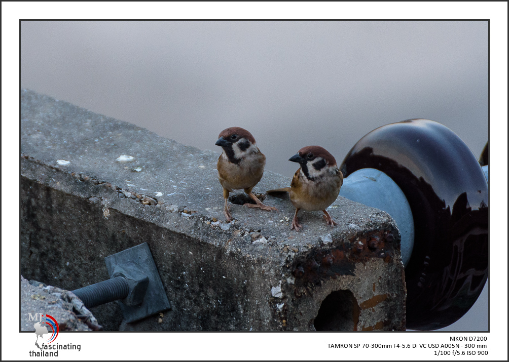 tamron-test-birds-1.jpg
