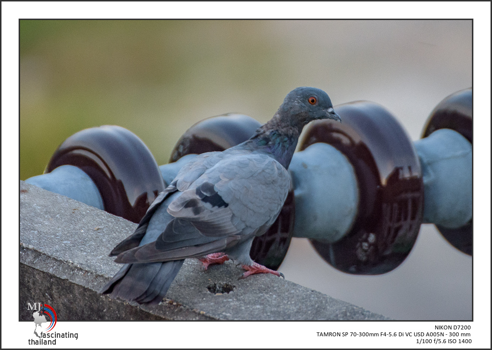 tamron-test-birds-2.jpg