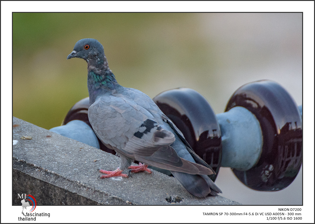 tamron-test-birds-3.jpg