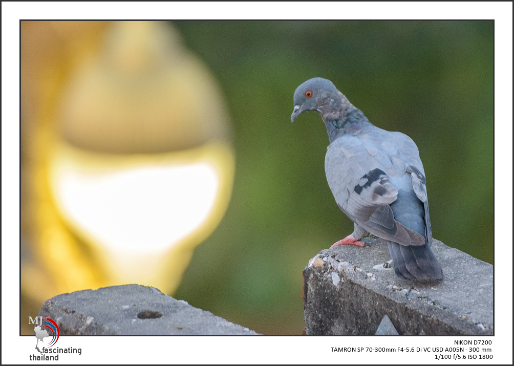 tamron-test-birds-5.jpg