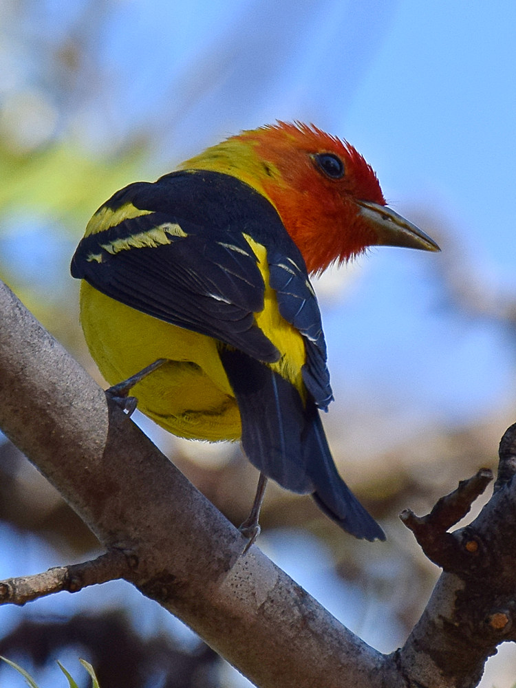 Tanager.jpg