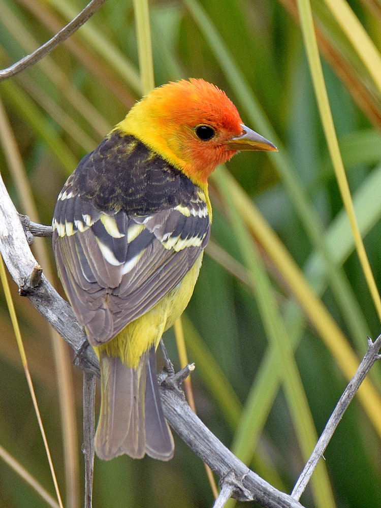Tanager.jpg