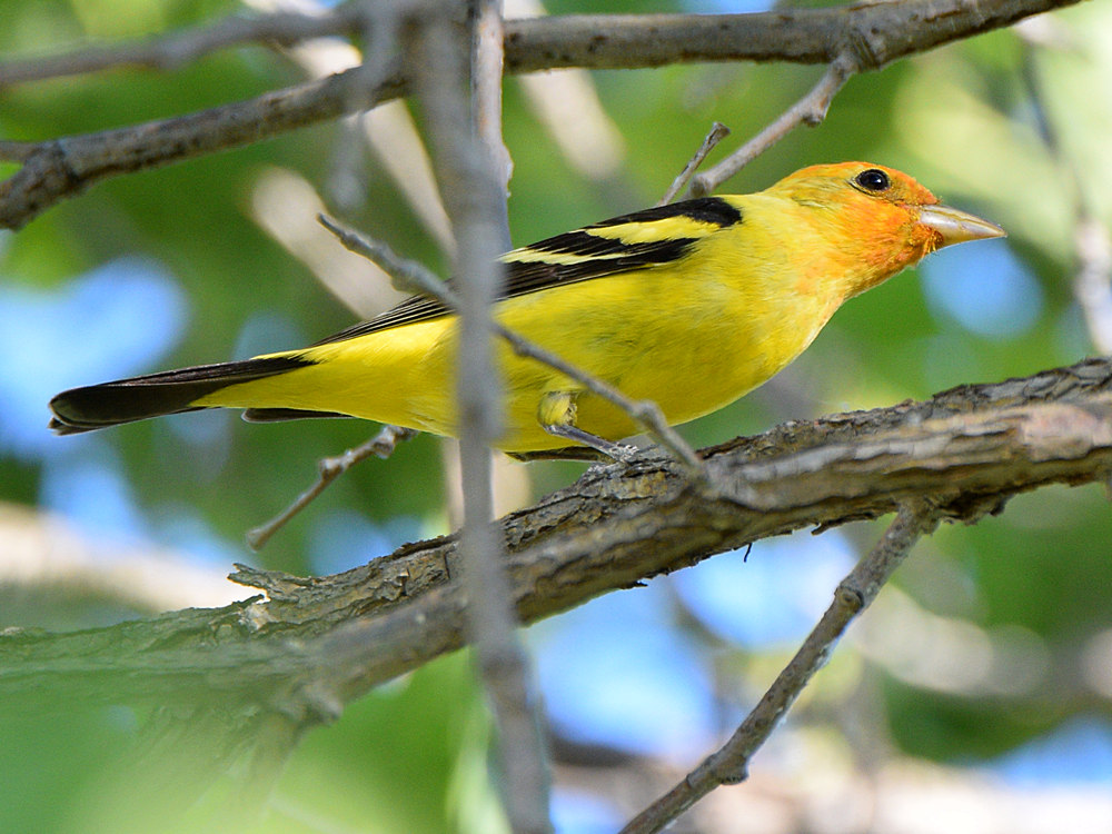 Tanager.jpg