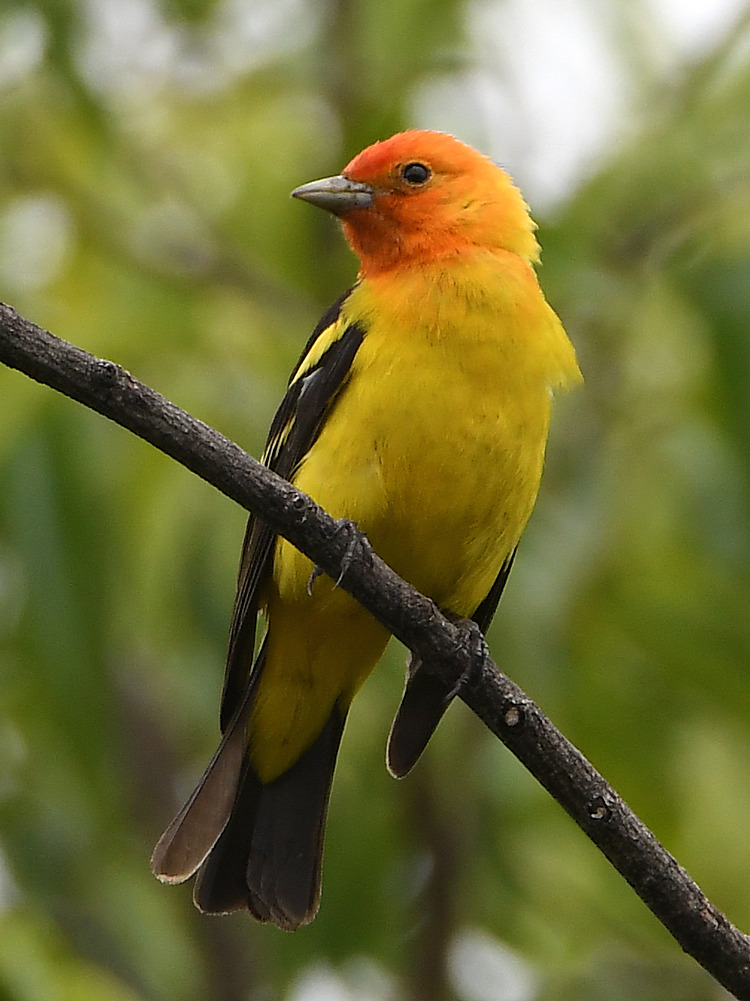 Tanager.jpg