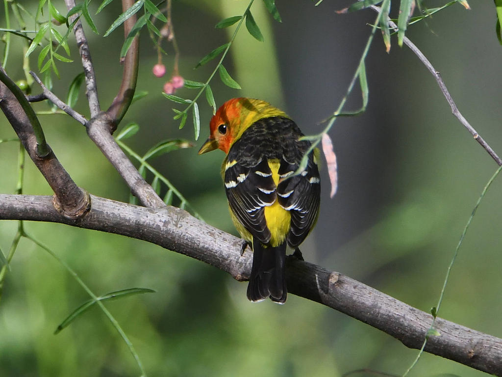 Tanager.jpg