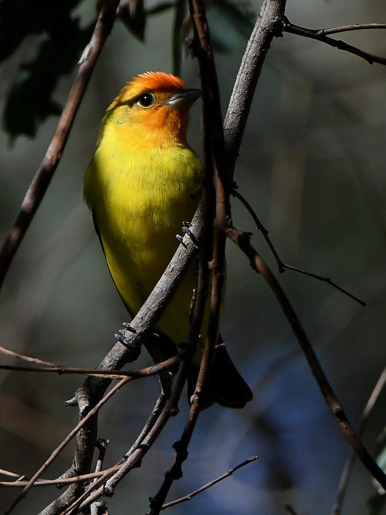 Tanager.jpg