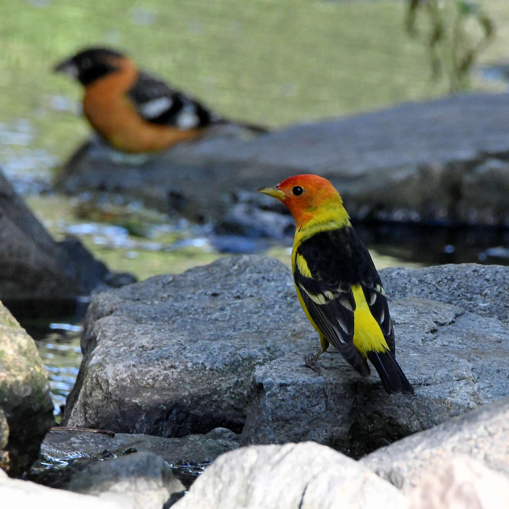 Tanager.jpg