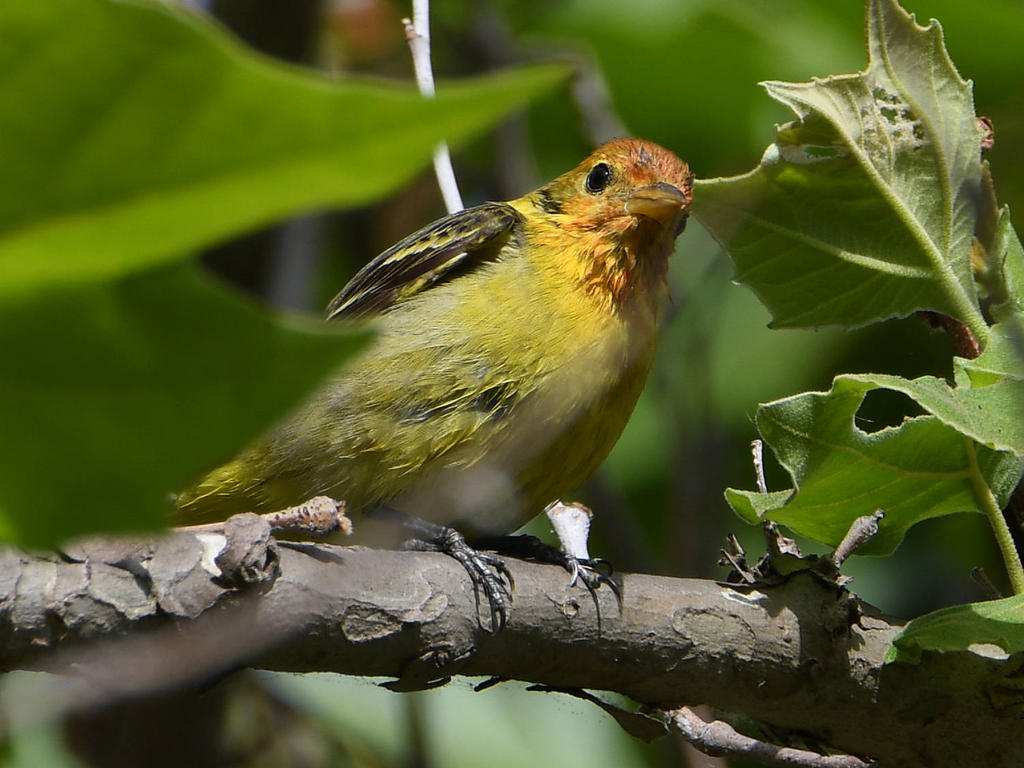 Tanager.jpg