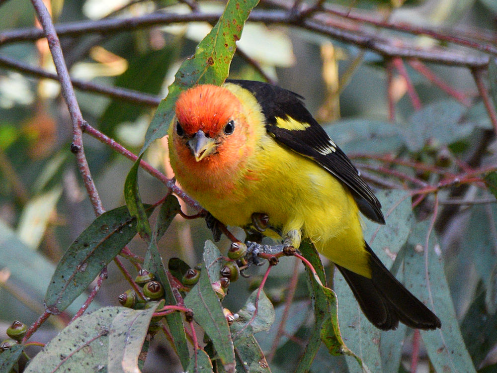 Tanager10.jpg