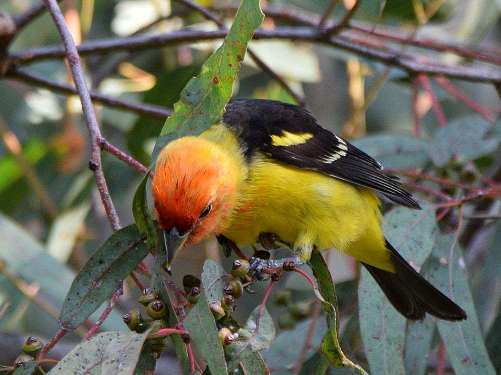 Tanager11.jpg