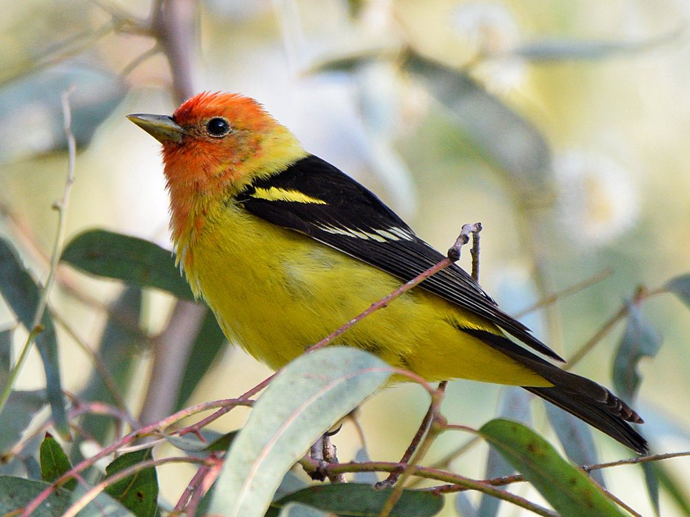 Tanager12.jpg