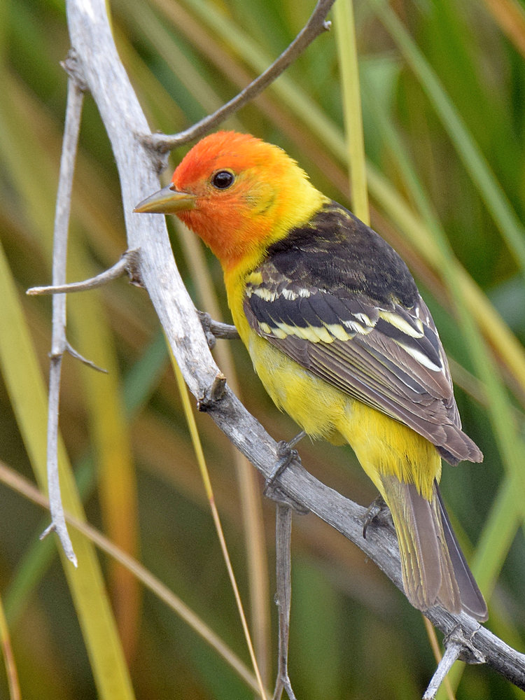 Tanager2.jpg