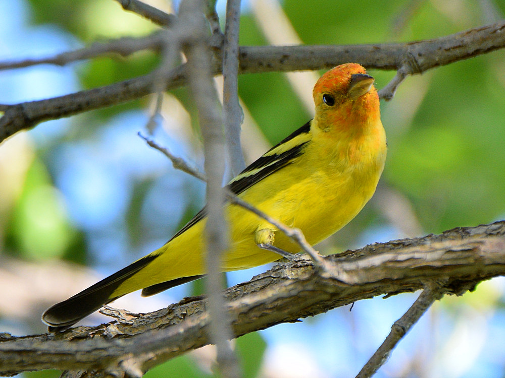 Tanager2.jpg