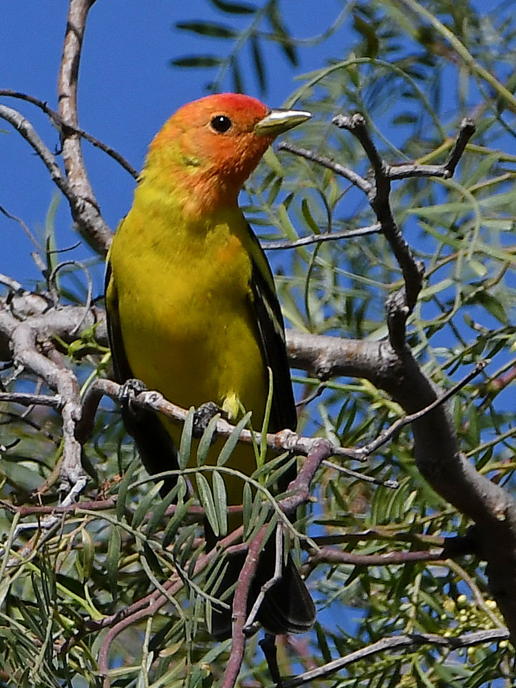 Tanager2.jpg