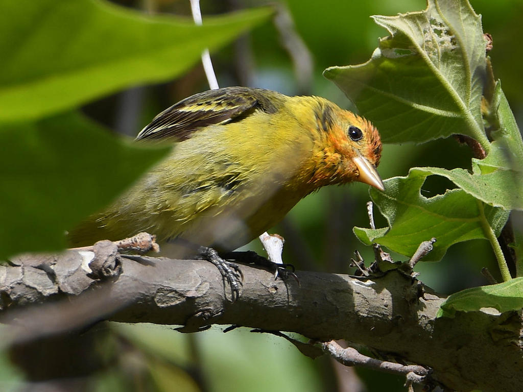 Tanager2.jpg