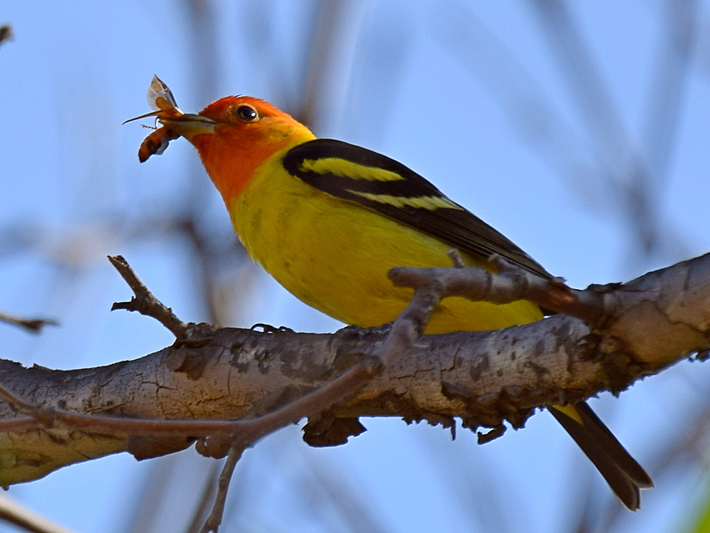 Tanager3.jpg