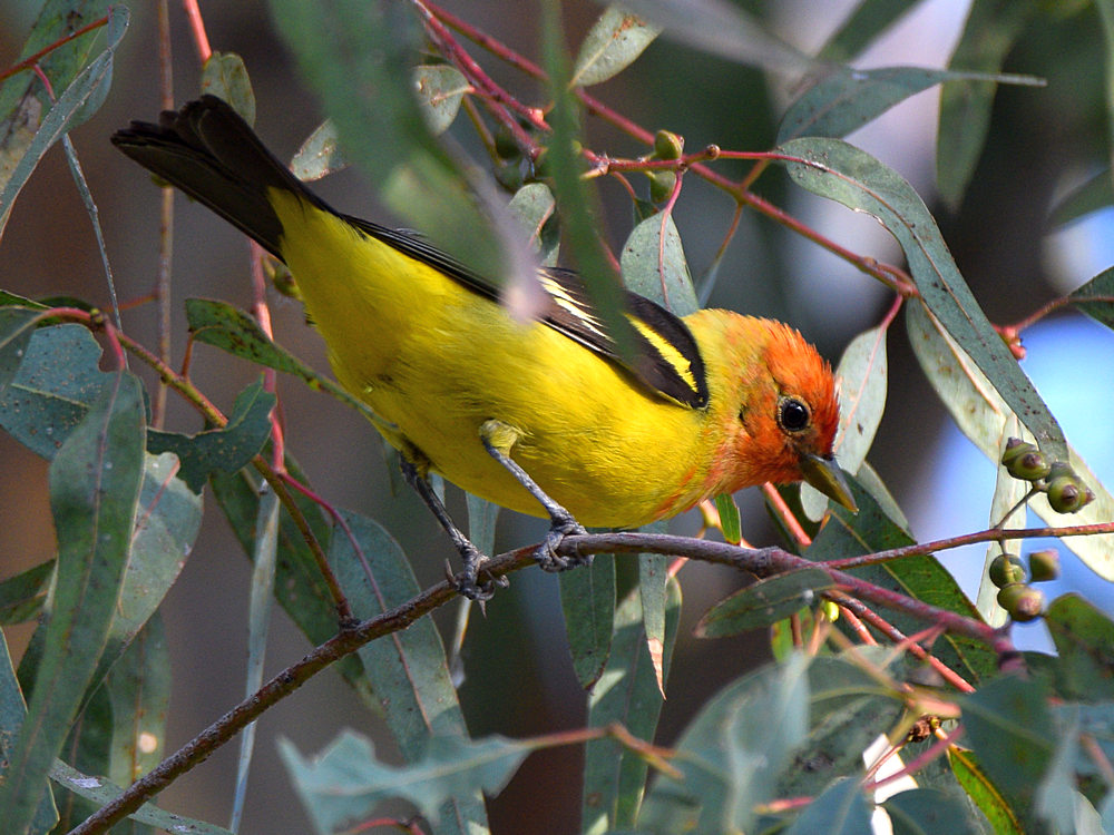 Tanager3.jpg