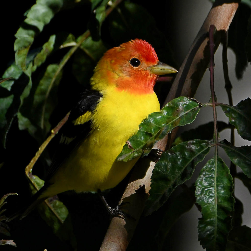 Tanager3.jpg