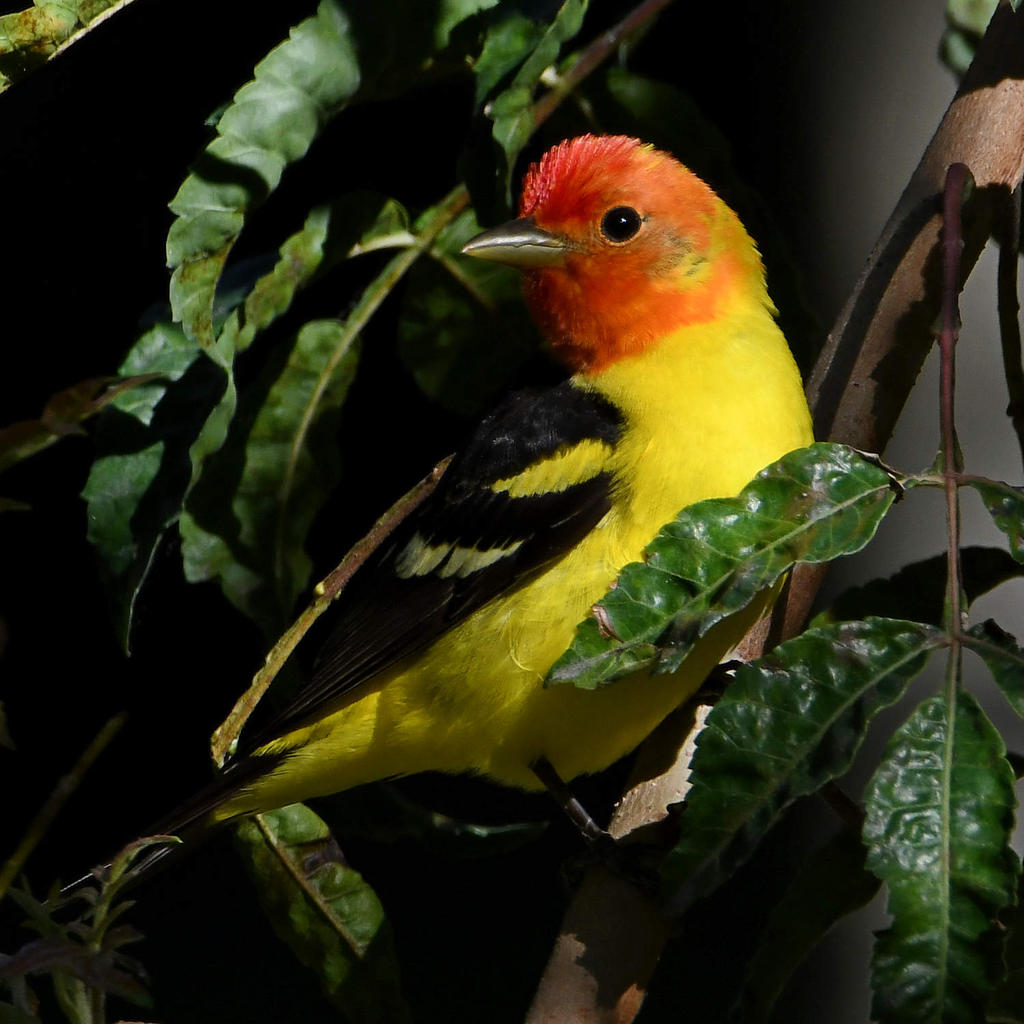 Tanager4.jpg