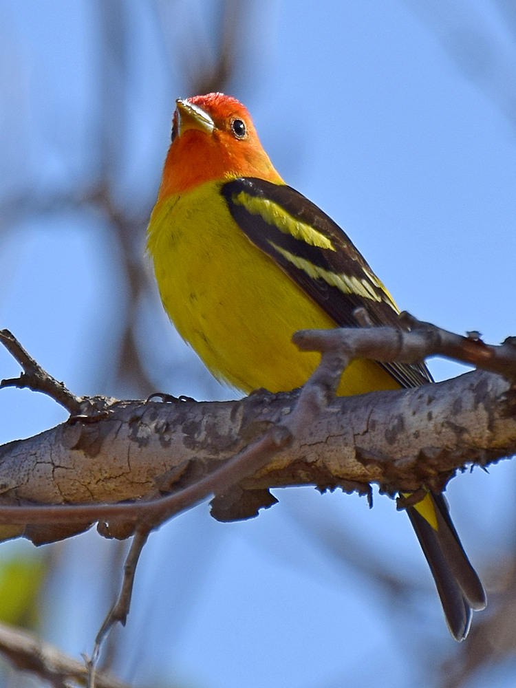 Tanager7.jpg