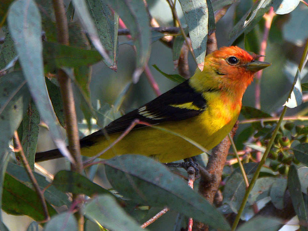 Tanager8.jpg